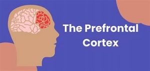 Prefrontal cortex controls emotions